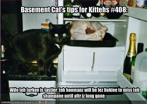 Basement Cat's tips for Kittehs #408: