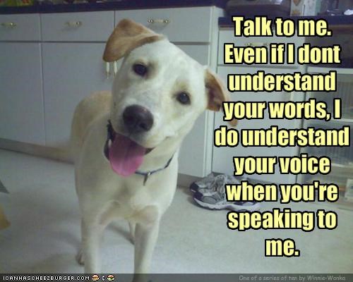 The Ten Commandments of Dog Owners: #5