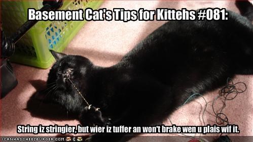 Basement Cat's Tips for Kittehs #081: