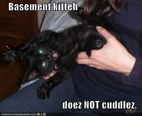 Basement kitteh   doez NOT cuddlez.