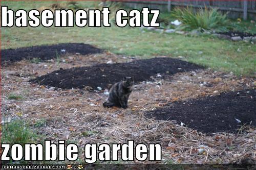 basement catz  zombie garden