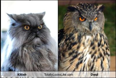 Kitteh Totally Looks Like Owul