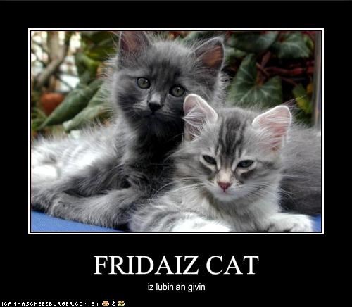 FRIDAIZ CAT