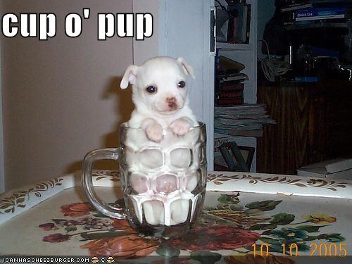 cup o' pup
