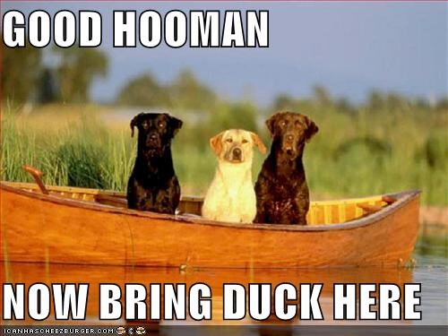 GOOD HOOMAN  NOW BRING DUCK HERE