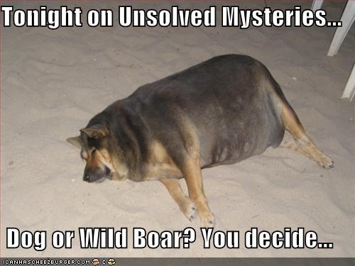Tonight on Unsolved Mysteries...  Dog or Wild Boar? You decide...