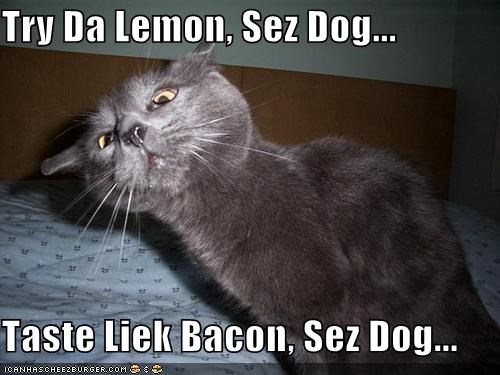 Try Da Lemon, Sez Dog...  Taste Liek Bacon, Sez Dog...