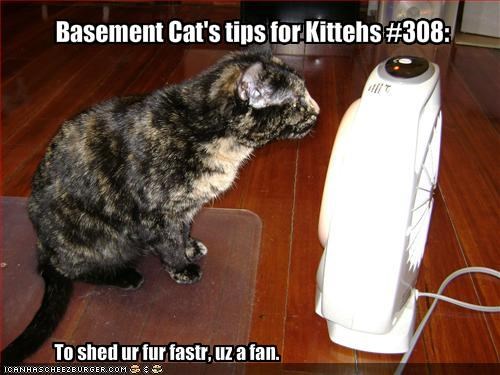 Basement Cat's tips for Kittehs #308: