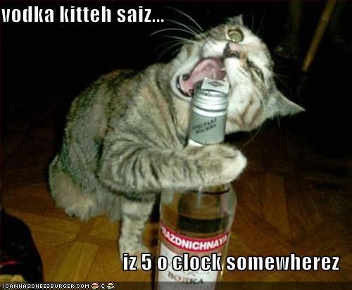 vodka kitteh saiz...  iz 5 o clock somewherez