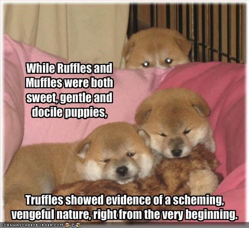 While Ruffles and Muffles were both sweet, gentle and docile puppies,