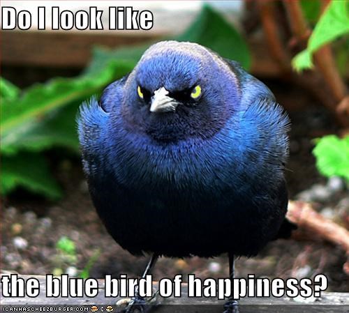 Do I look like  the blue bird of happiness?