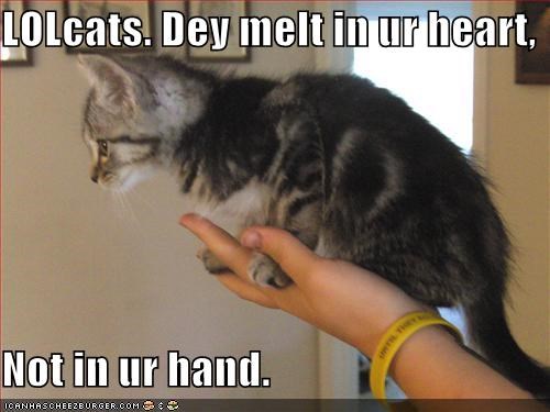 LOLcats. Dey melt in ur heart,  Not in ur hand.