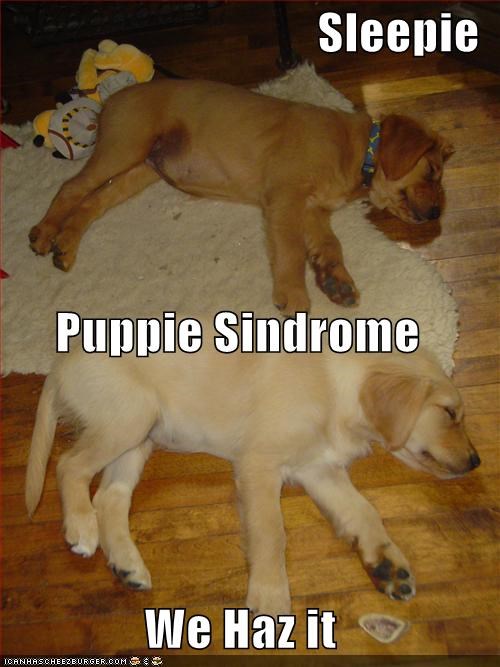Sleepie Puppie Sindrome We Haz it