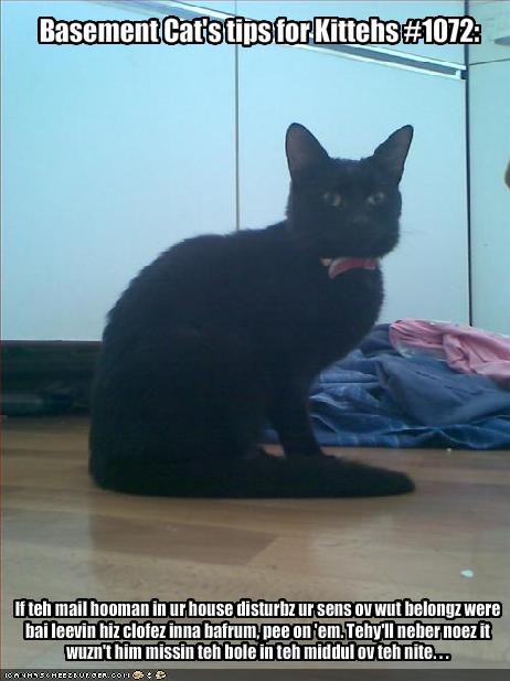 Basement Cat's tips for Kittehs #1072:
