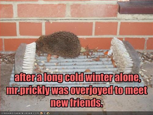  after a long cold winter alone,mr.prickly was overjoyed to meet new friends.
