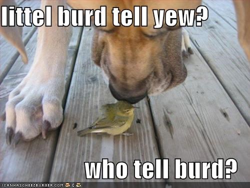 littel burd tell yew?  who tell burd?
