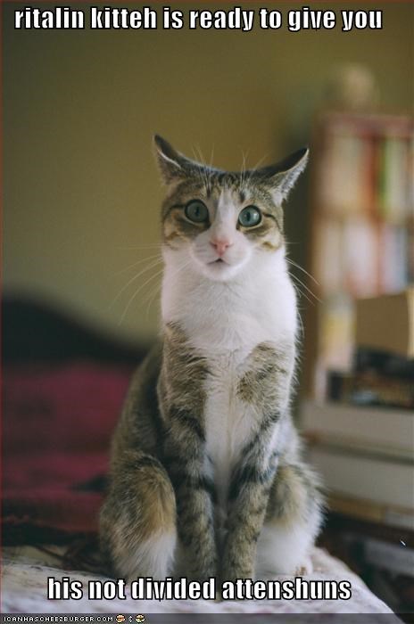 ritalin kitteh is ready to give you  his not divided attenshuns