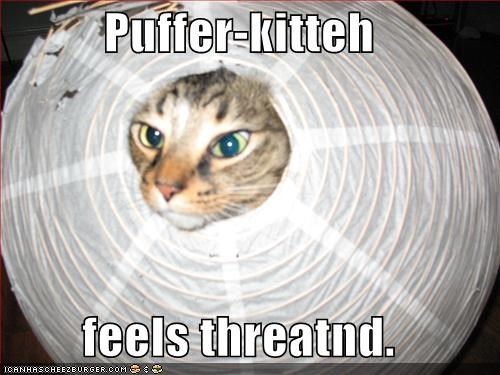 Puffer-kitteh  feels threatnd.