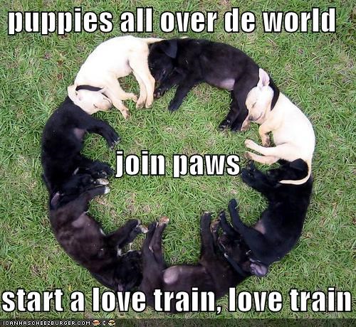 puppies all over de world   join paws start a love train, love train