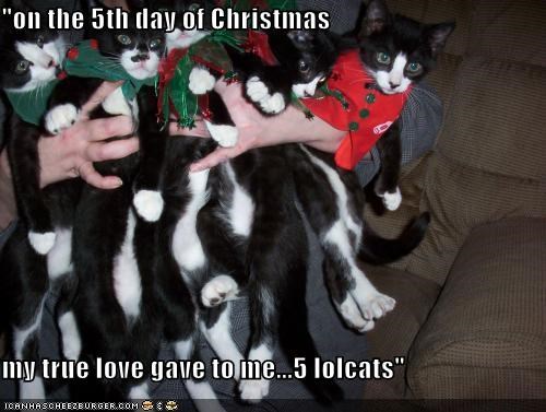 "on the 5th day of Christmas   my true love gave to me...5 lolcats"