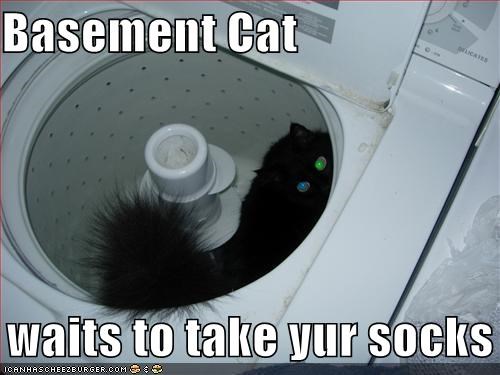 Basement Cat     waits to take yur socks