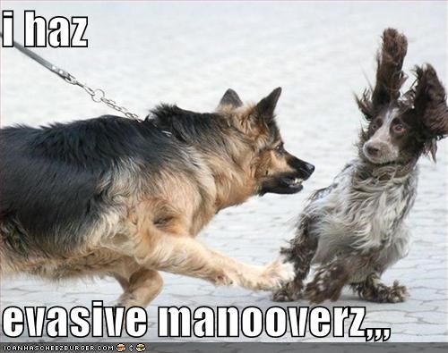 i haz  evasive manooverz,,,