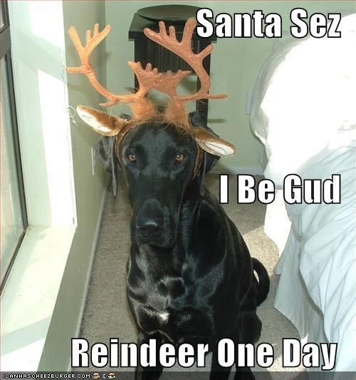 Santa Sez  I Be Gud Reindeer One Day