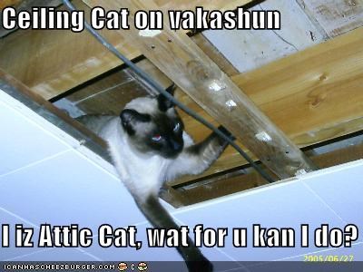 Ceiling Cat on vakashun  I iz Attic Cat, wat for u kan I do?