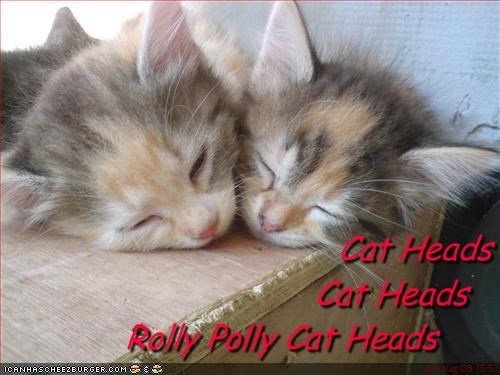                               Cat Heads                           Cat Heads  Rolly Polly Cat Heads