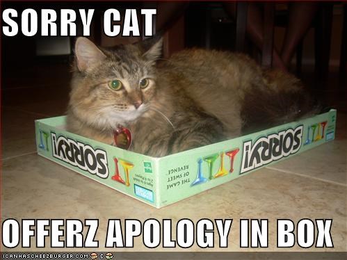 SORRY CAT  OFFERZ APOLOGY IN BOX
