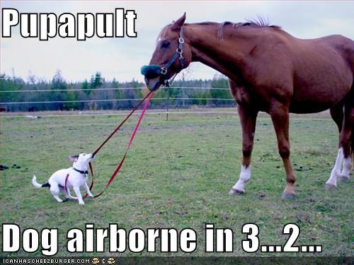 Pupapult  Dog airborne in 3...2...