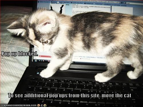 Pop up blocked.  To see additional pop ups from this site, move the cat