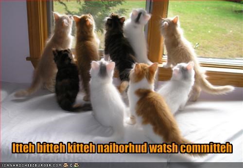 Itteh bitteh kitteh naiborhud watsh committeh