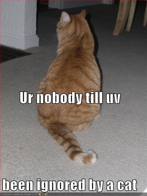 Ur nobody till uv  been ignored by a cat