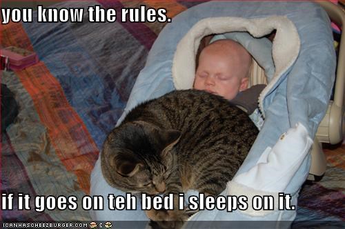 you know the rules.   if it goes on teh bed i sleeps on it.
