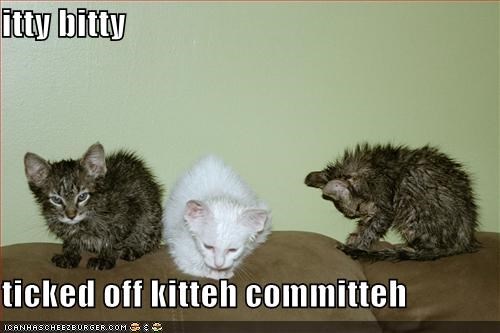 itty bitty  ticked off kitteh committeh