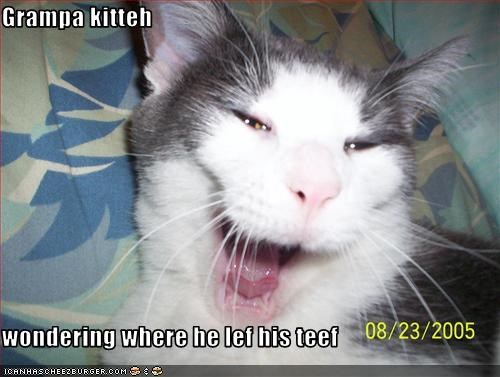 Grampa kitteh   wondering where he lef his teef
