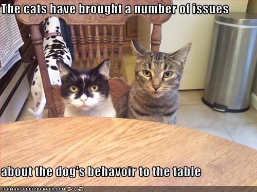 The cats have brought a number of issues  about the dog's behavoir to the table