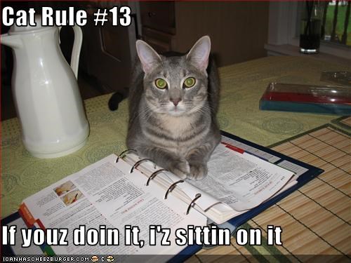 Cat Rule #13  If youz doin it, i'z sittin on it