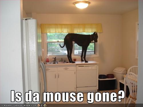 Is da mouse gone?