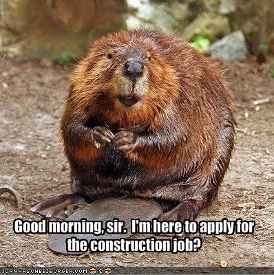 Good morning, sir.  I'm here to apply for the construction job?