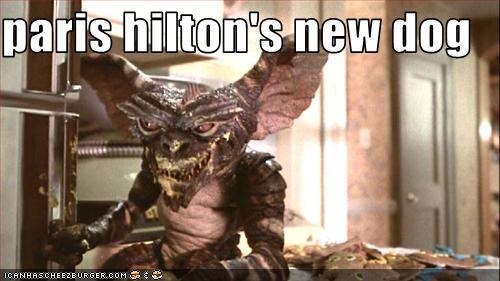 paris hilton's new dog