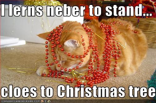 I lerns neber to stand...  cloes to Christmas tree...