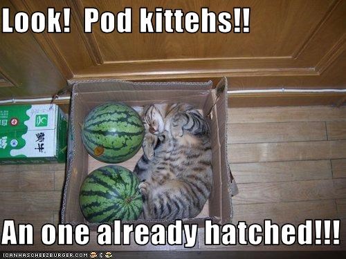 Look!  Pod kittehs!!  An one already hatched!!!