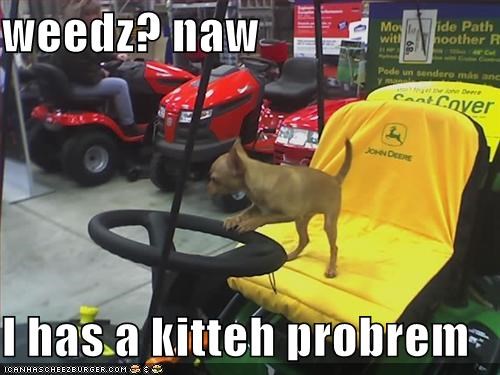 weedz? naw  I has a kitteh probrem