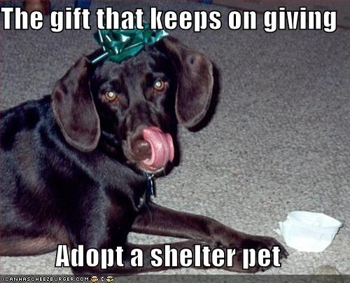 The gift that keeps on giving  Adopt a shelter pet