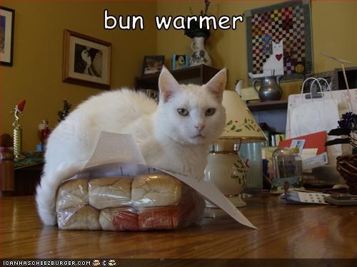 bun warmer