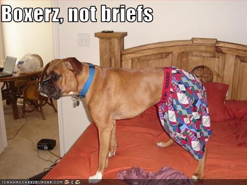 Boxerz, not briefs