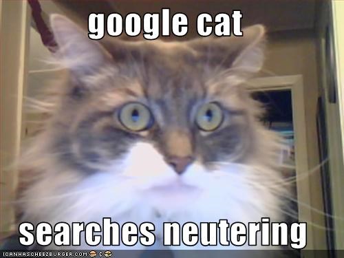 google cat  searches neutering