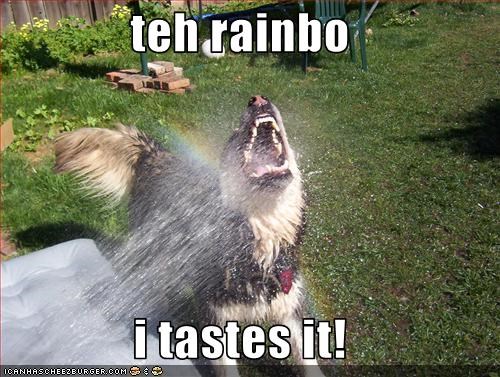 teh rainbo  i tastes it!
